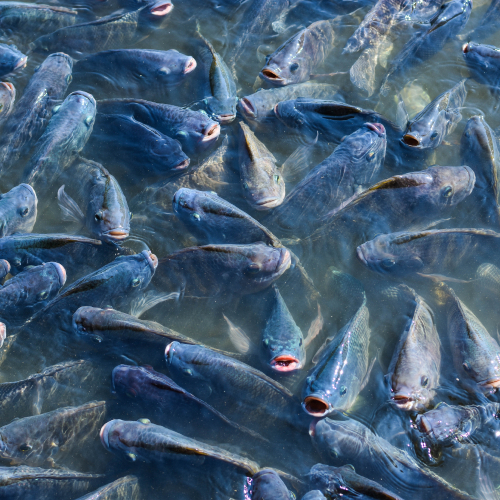 Aquaculture